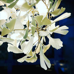 Gingko Chandelier F - Lamp Outdoor